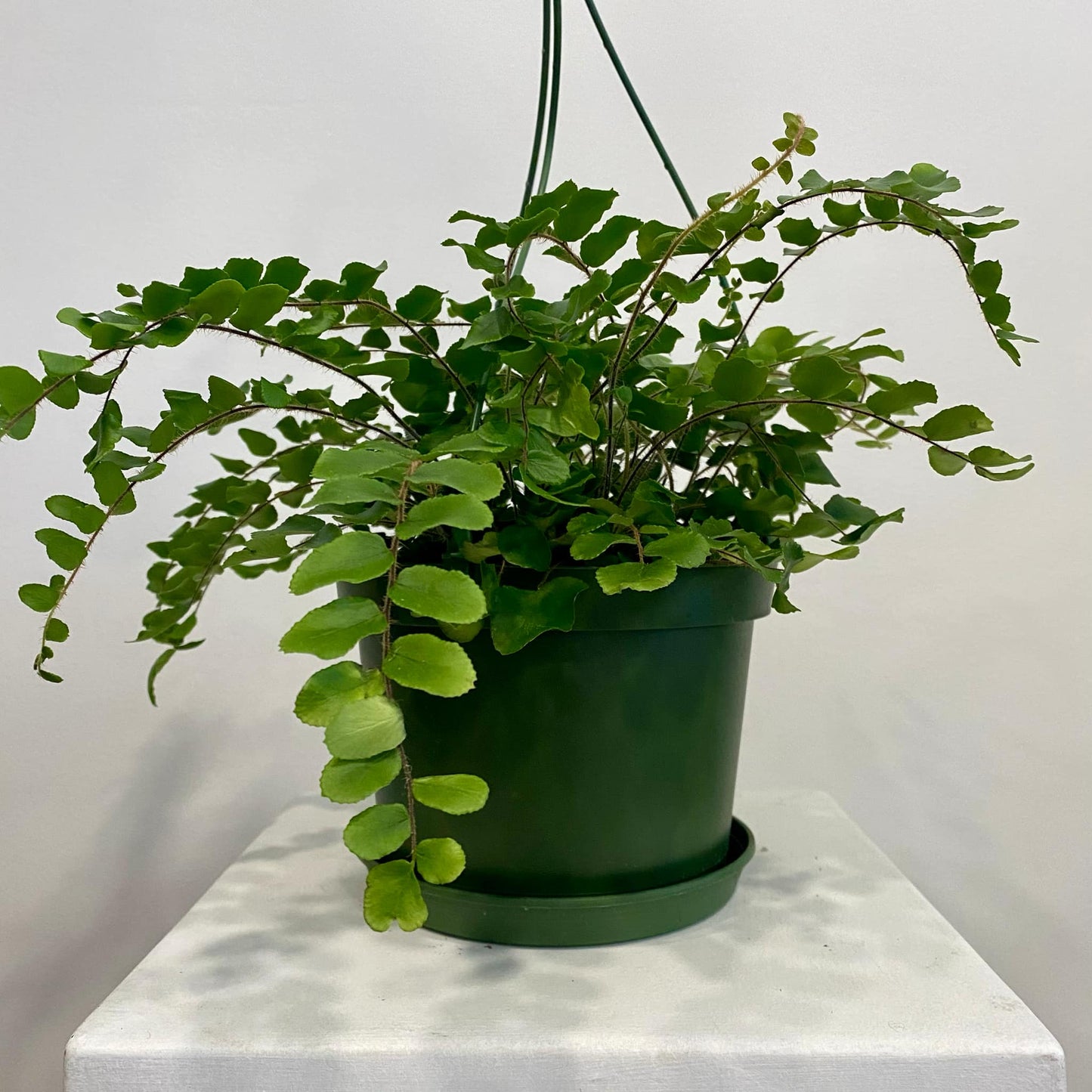 Lemon Button Fern