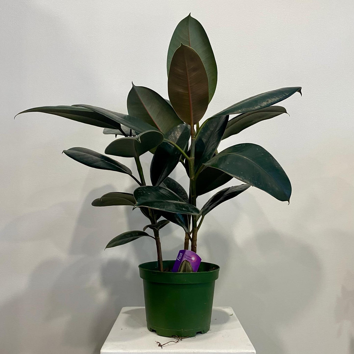 Rubber Plant (Ficus Elastica)
