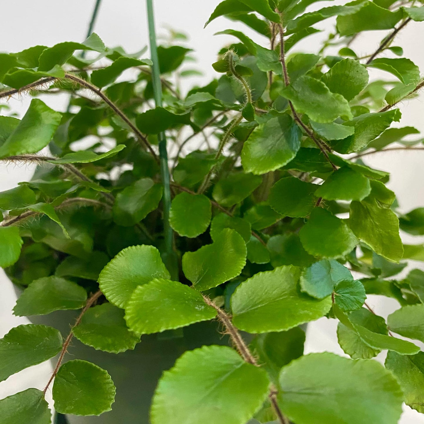 Lemon Button Fern