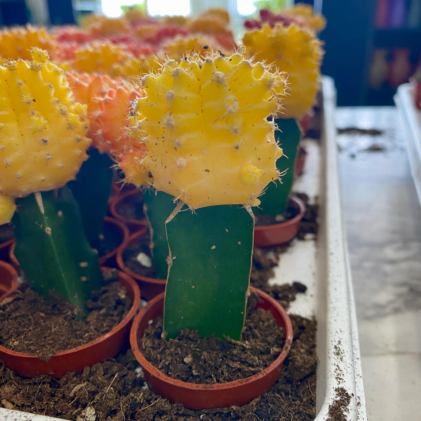 Grafted Moon Cactus