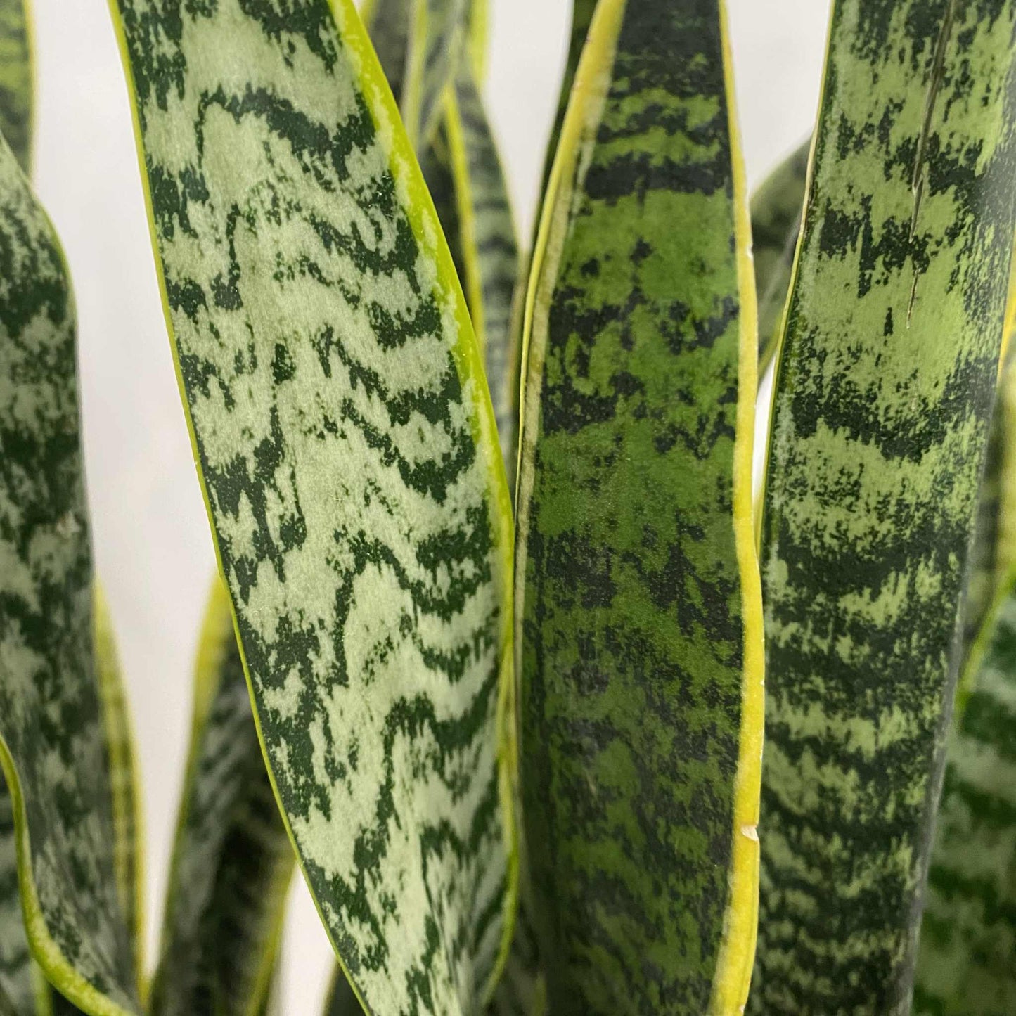 Sanseveria "Laurentii"