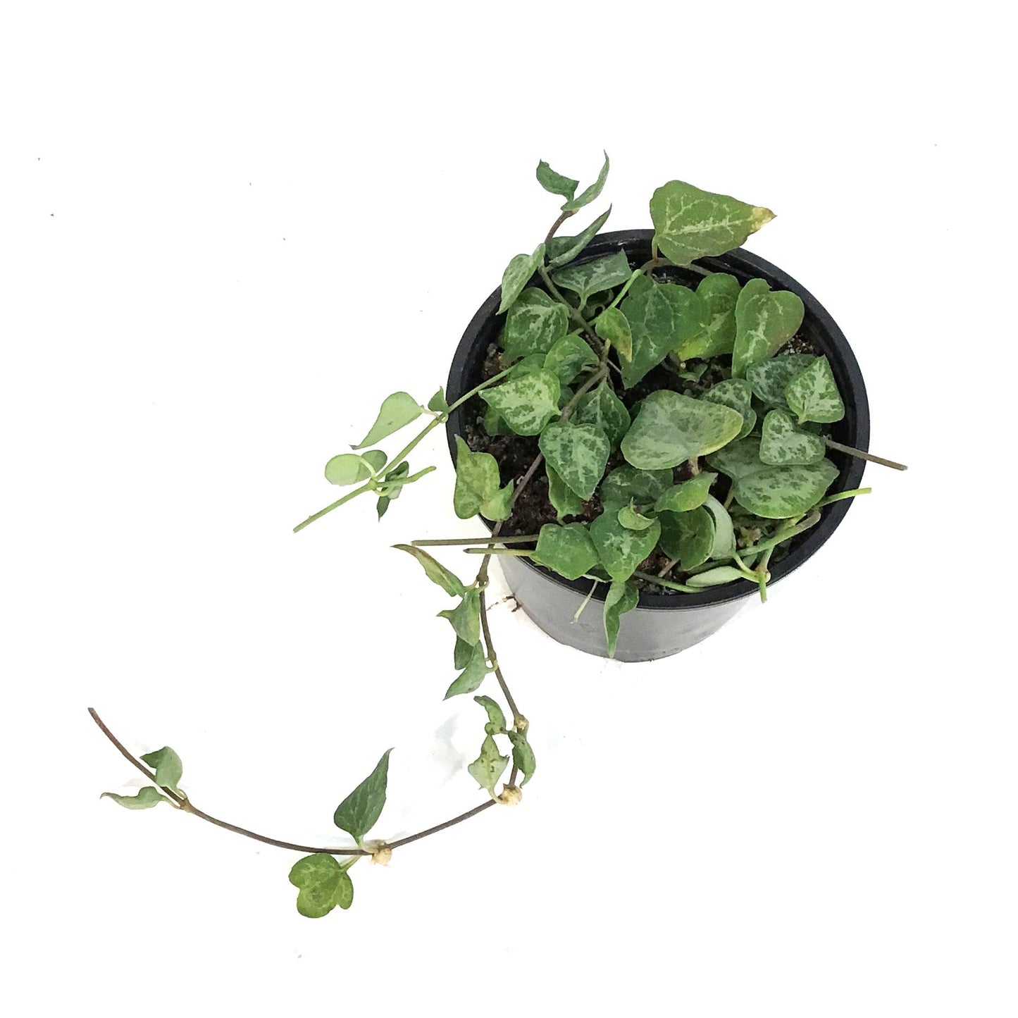 Ceropegia Woodii - String of Spades