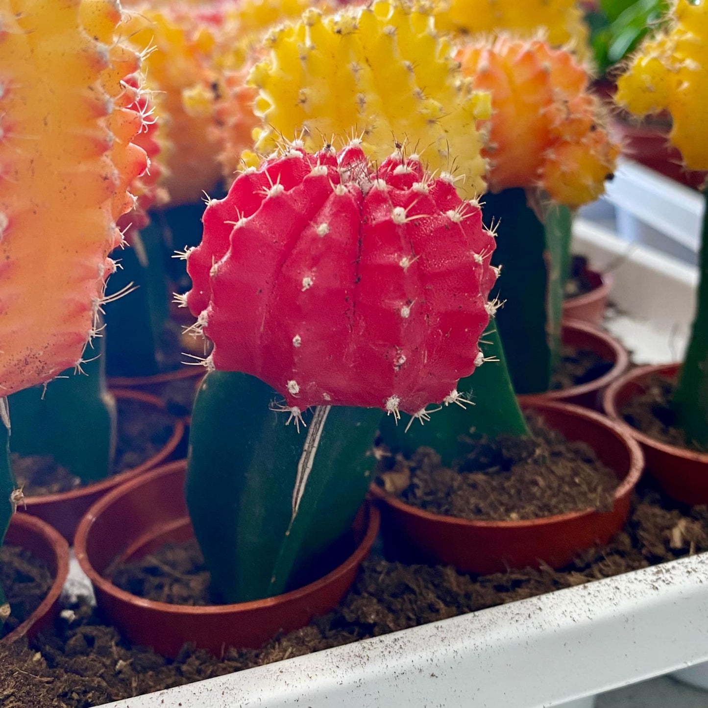 Grafted Moon Cactus