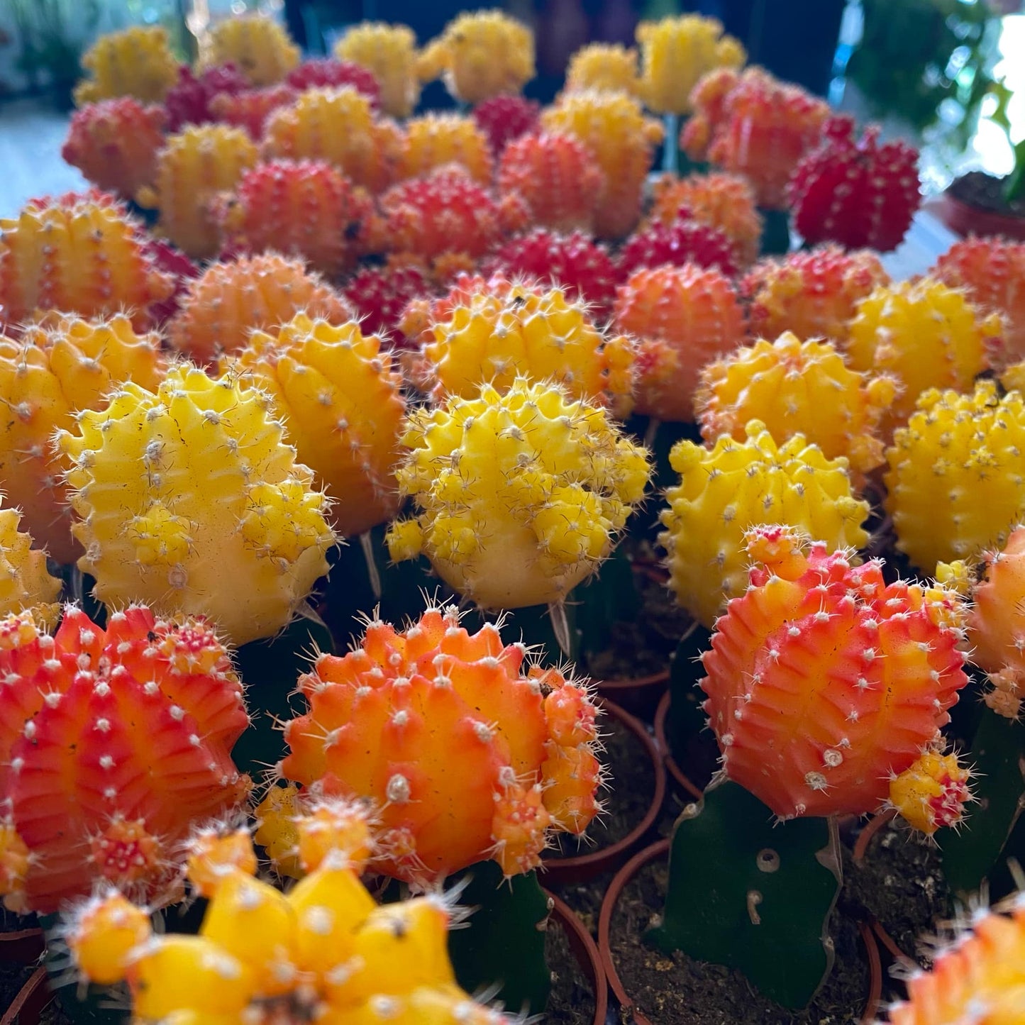 Grafted Moon Cactus