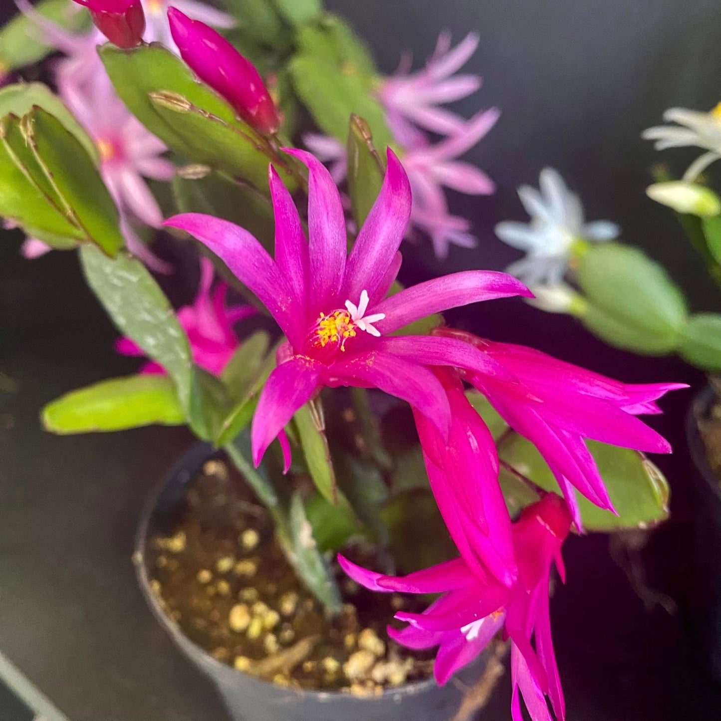 Easter Cactus - Rhipsalifopsis gaertneri