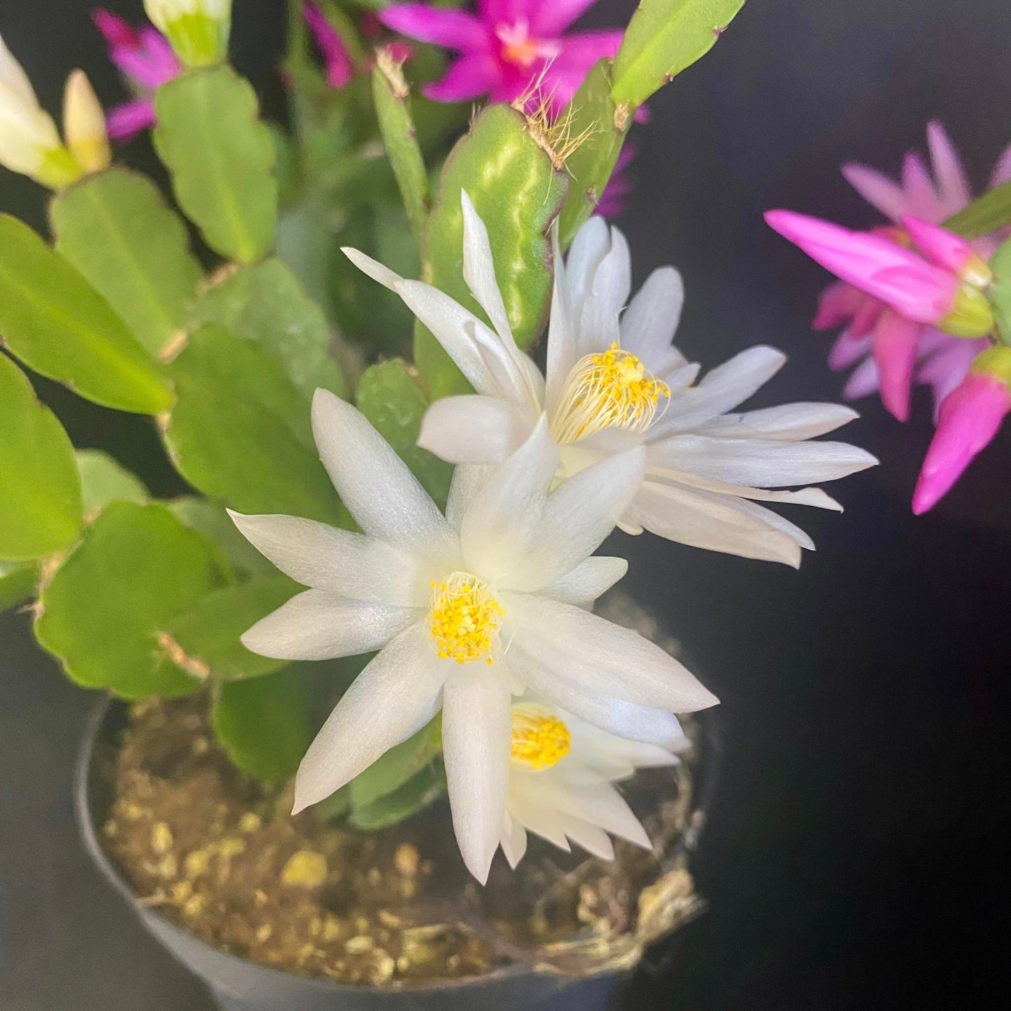 Easter Cactus - Rhipsalifopsis gaertneri