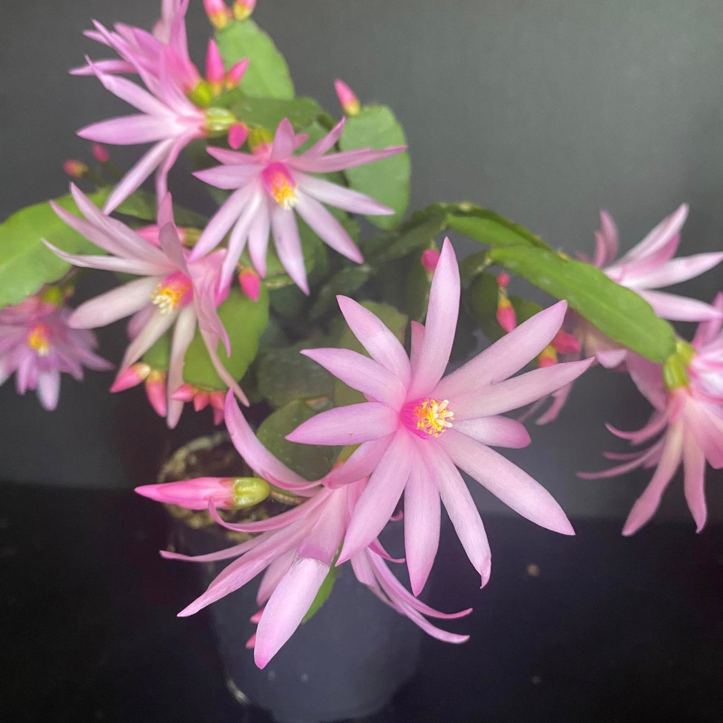 Easter Cactus - Rhipsalifopsis gaertneri