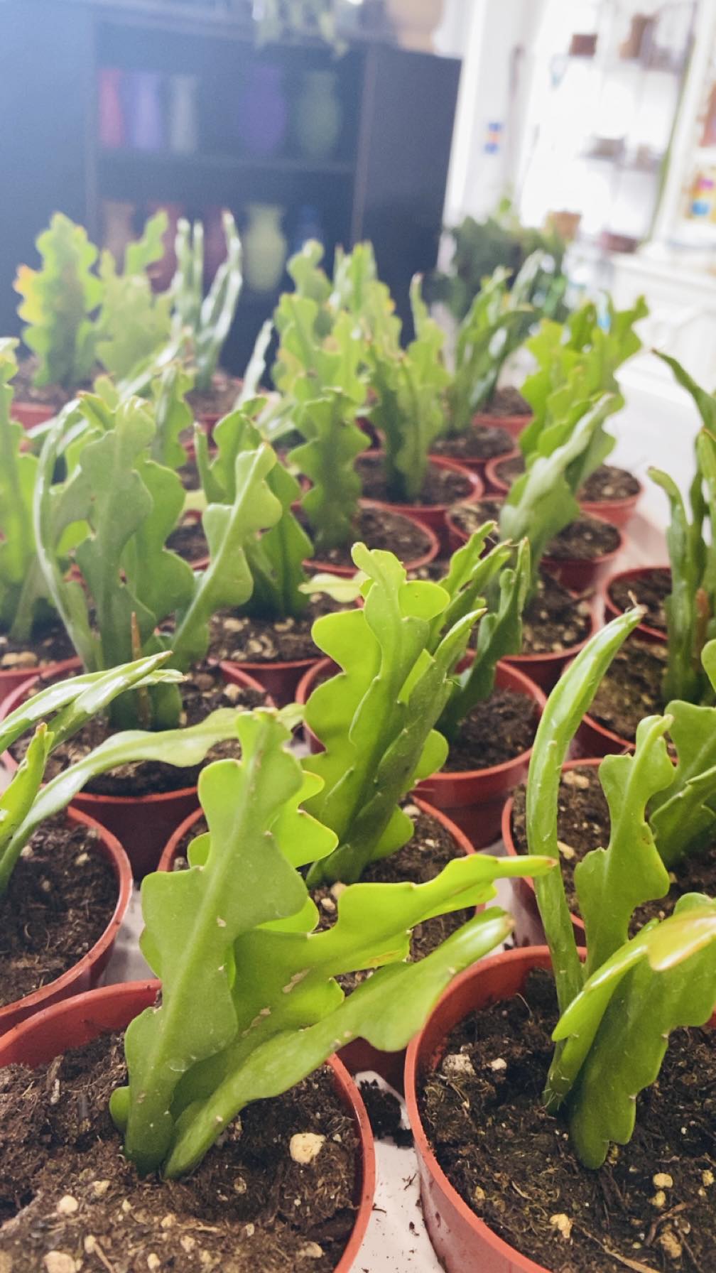 Plant Party Gift / Wedding Favour