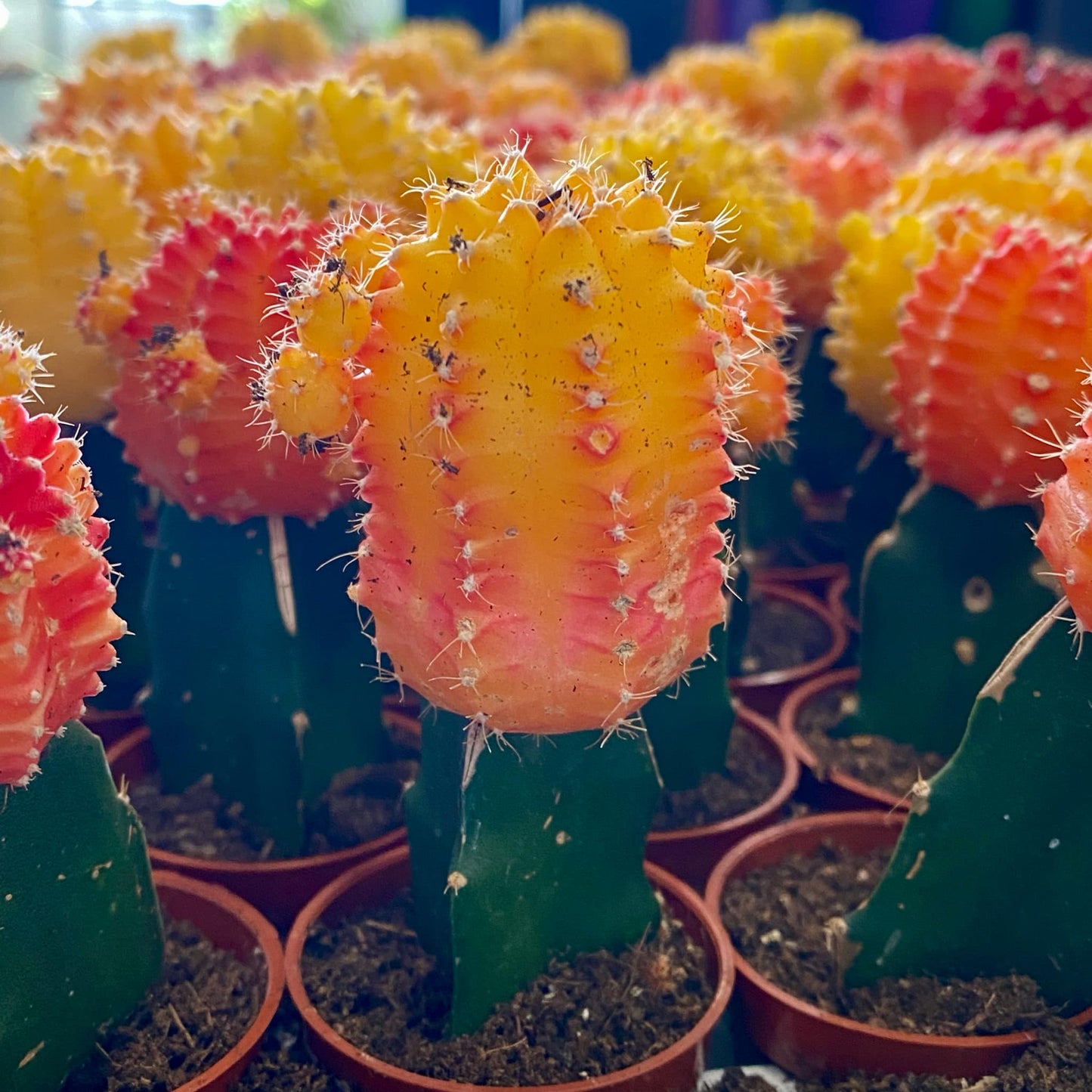 Grafted Moon Cactus