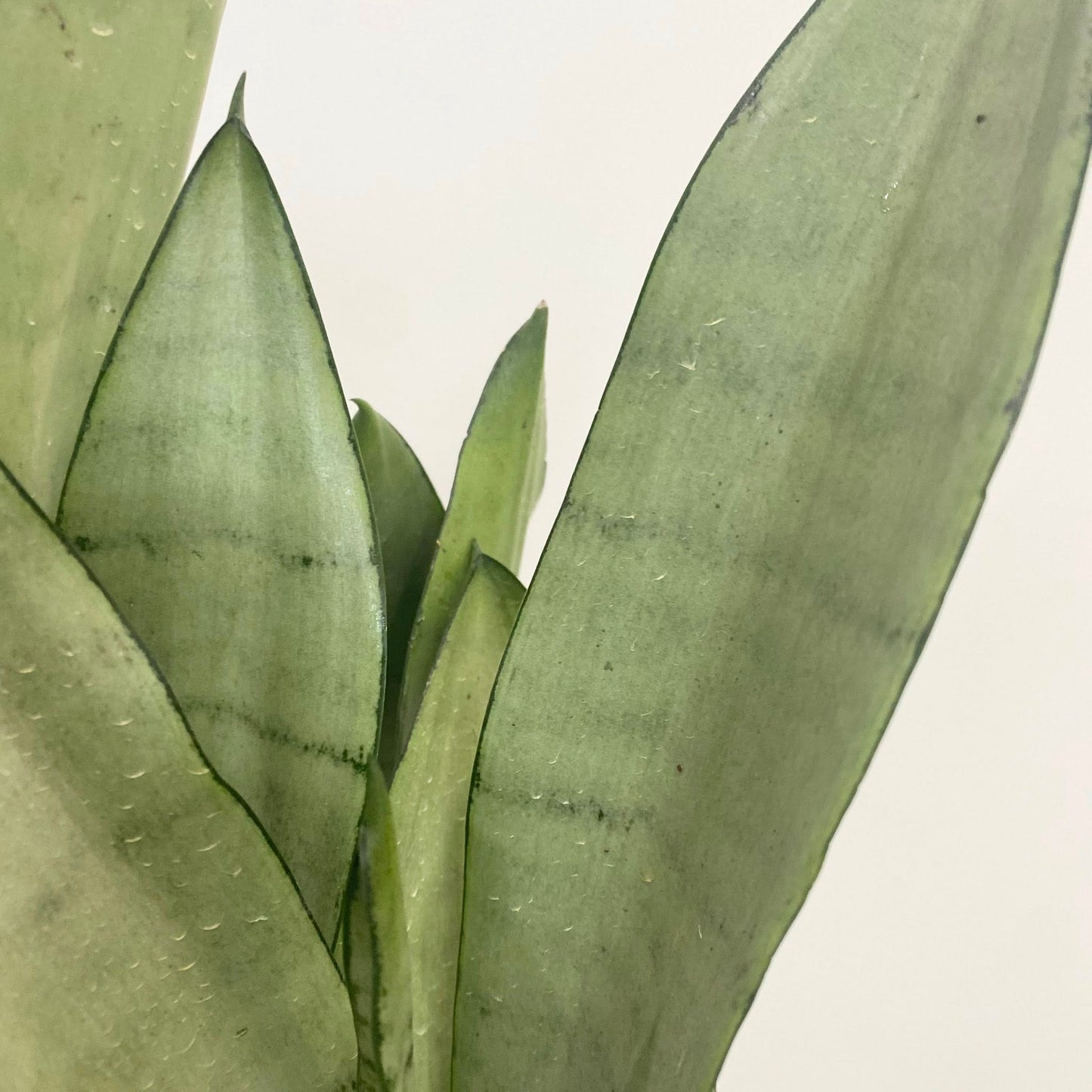 Sansevieria "Snake" Moonshine