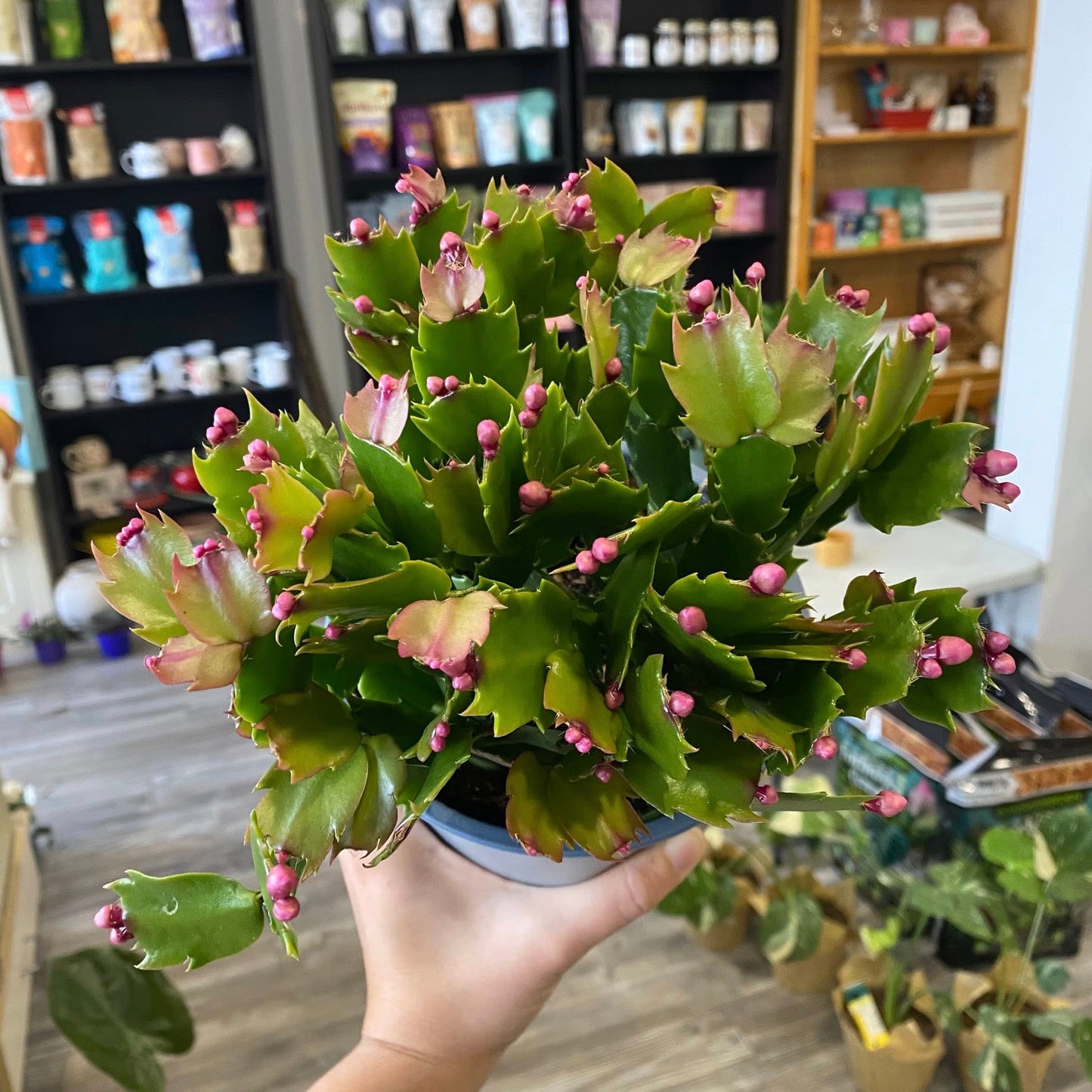 Christmas Cacti (Schlumbergera Bridgesii)