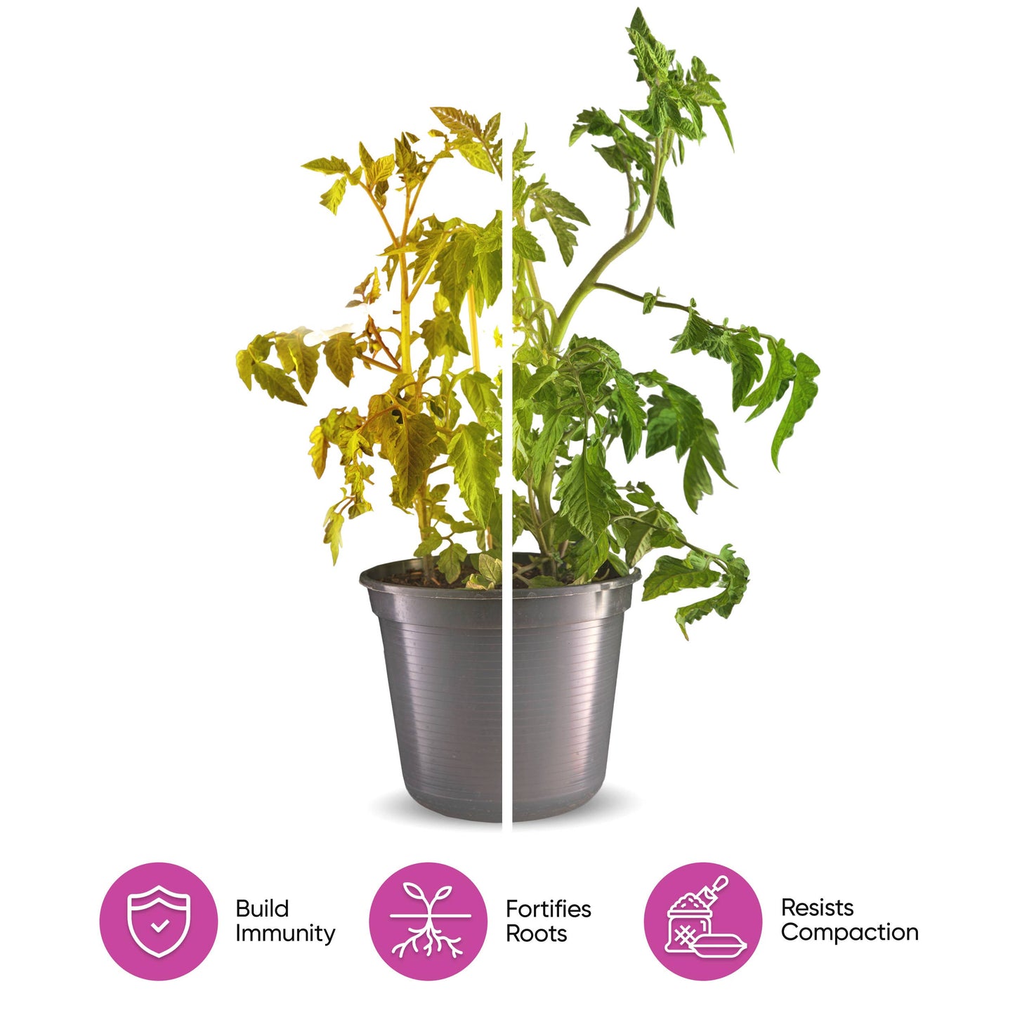 Molly's Orchid Mix - Premium Soilless Potting Mix