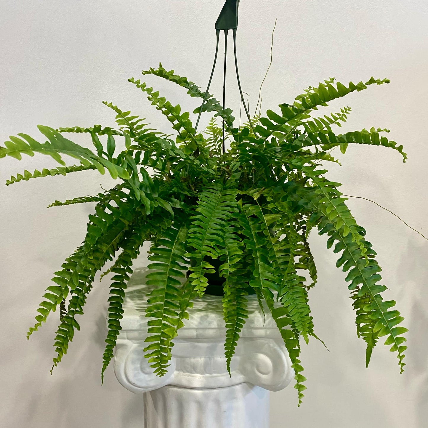 Boston Fern
