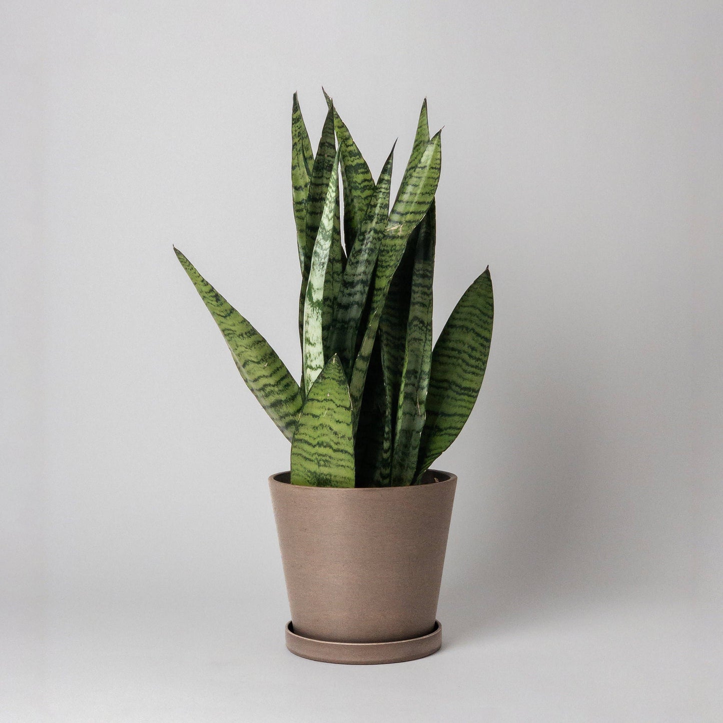 7" Tapered Signature Planter Pot & Saucer Set
