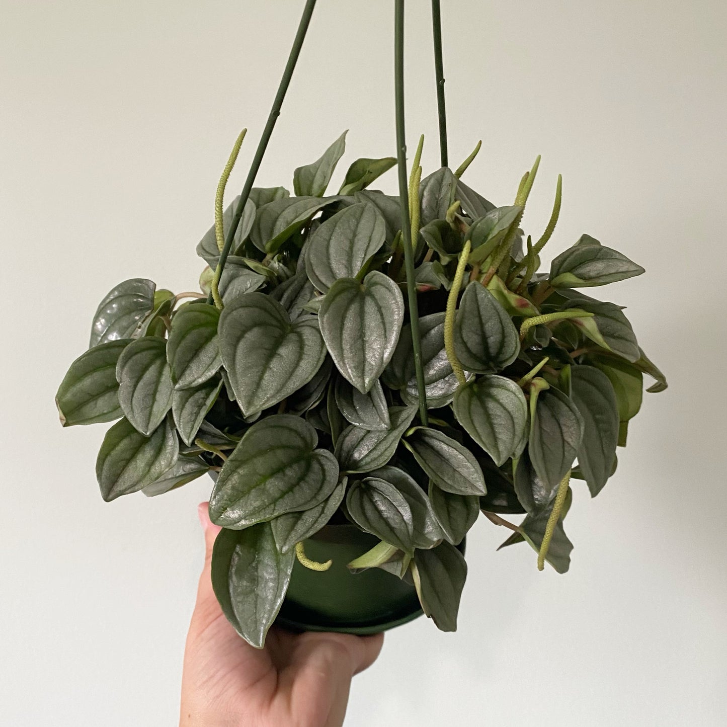 Peperomia Napoli Nights