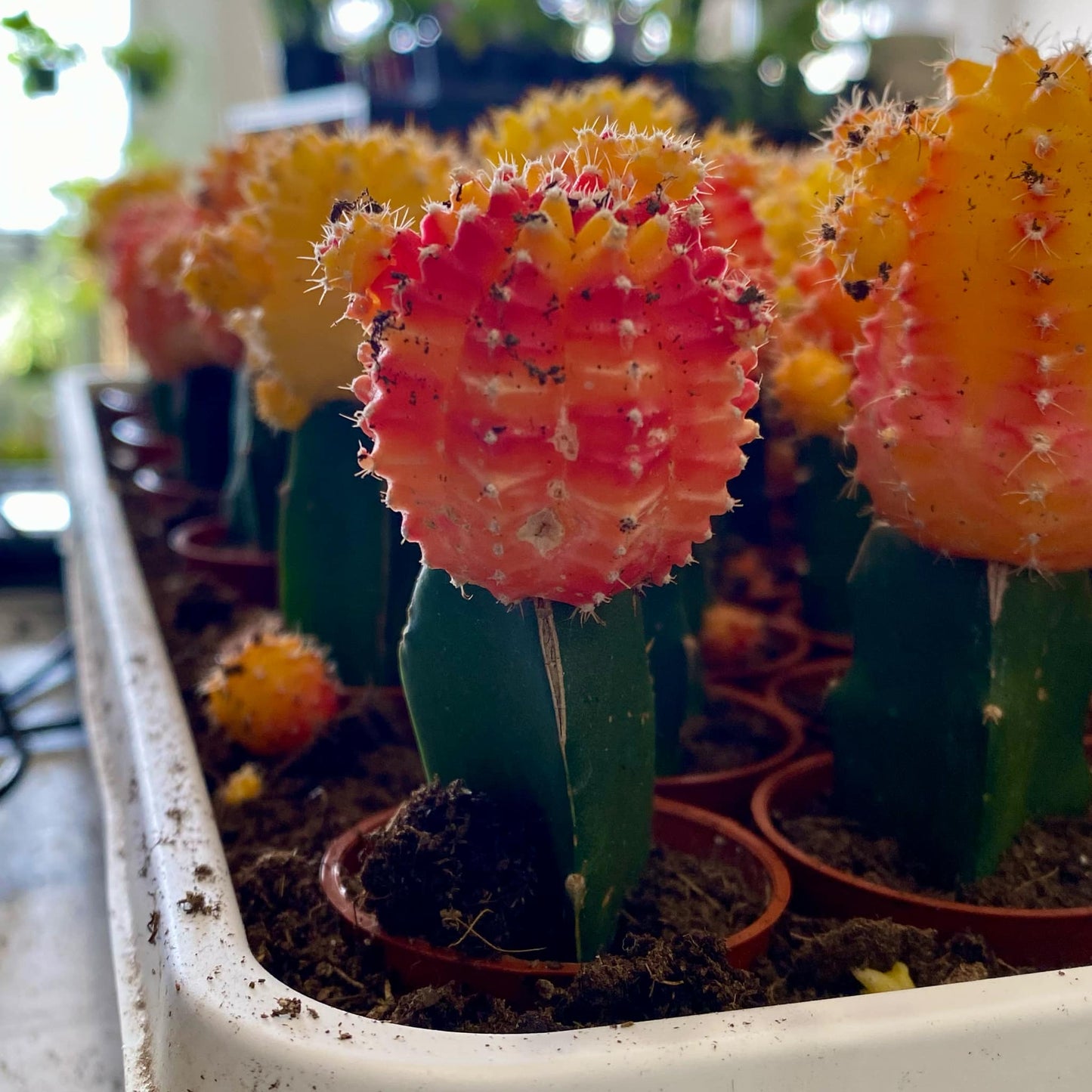 Grafted Moon Cactus