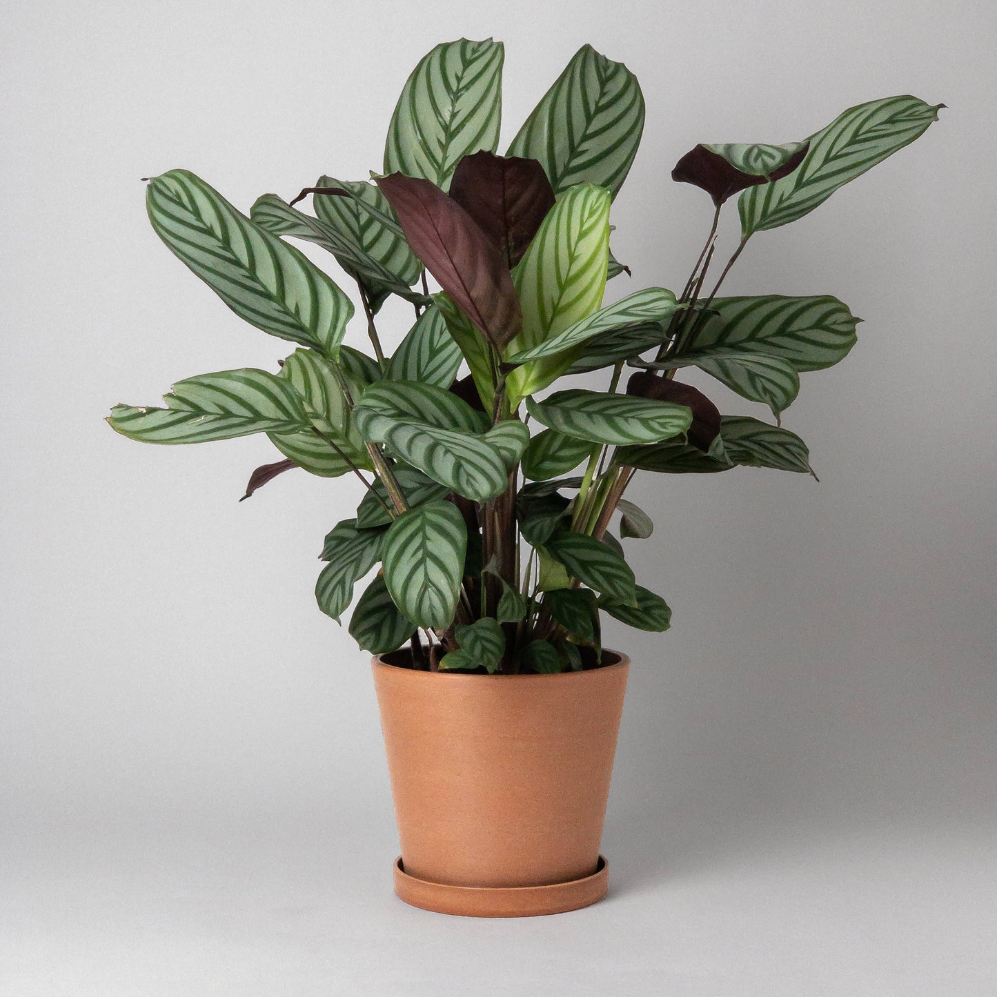 7" Tapered Signature Planter Pot & Saucer Set