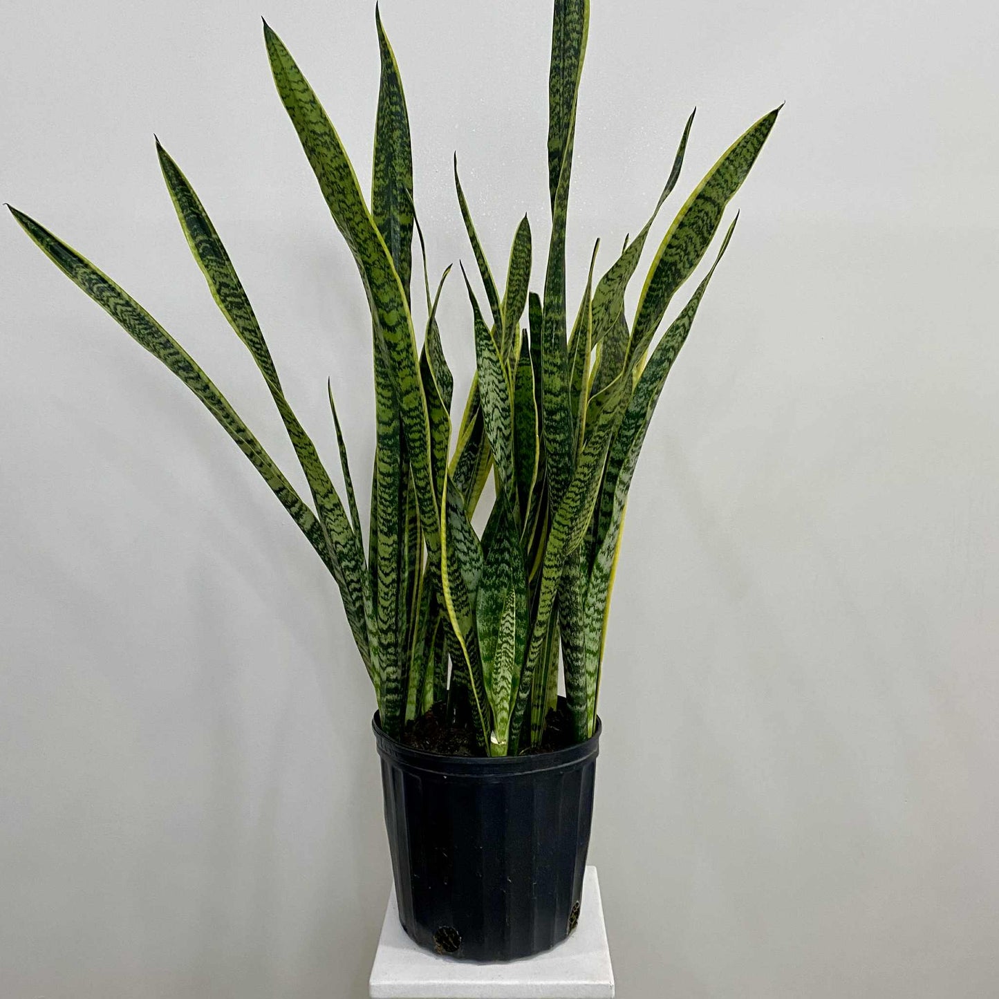 Sanseveria "Laurentii"