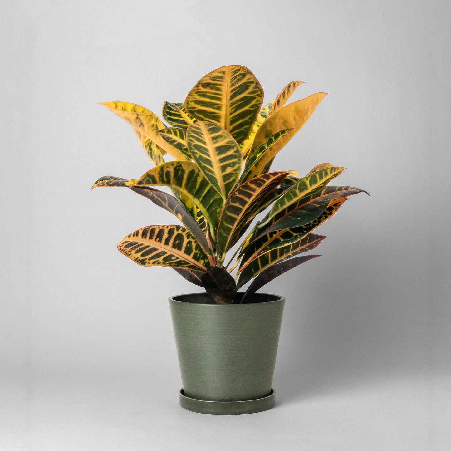 7" Tapered Signature Planter Pot & Saucer Set