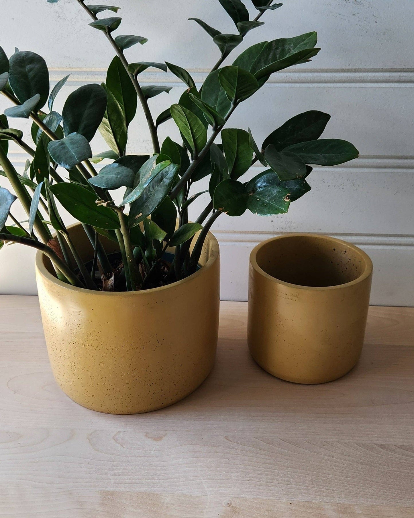 Cylinder Planter-Mustard