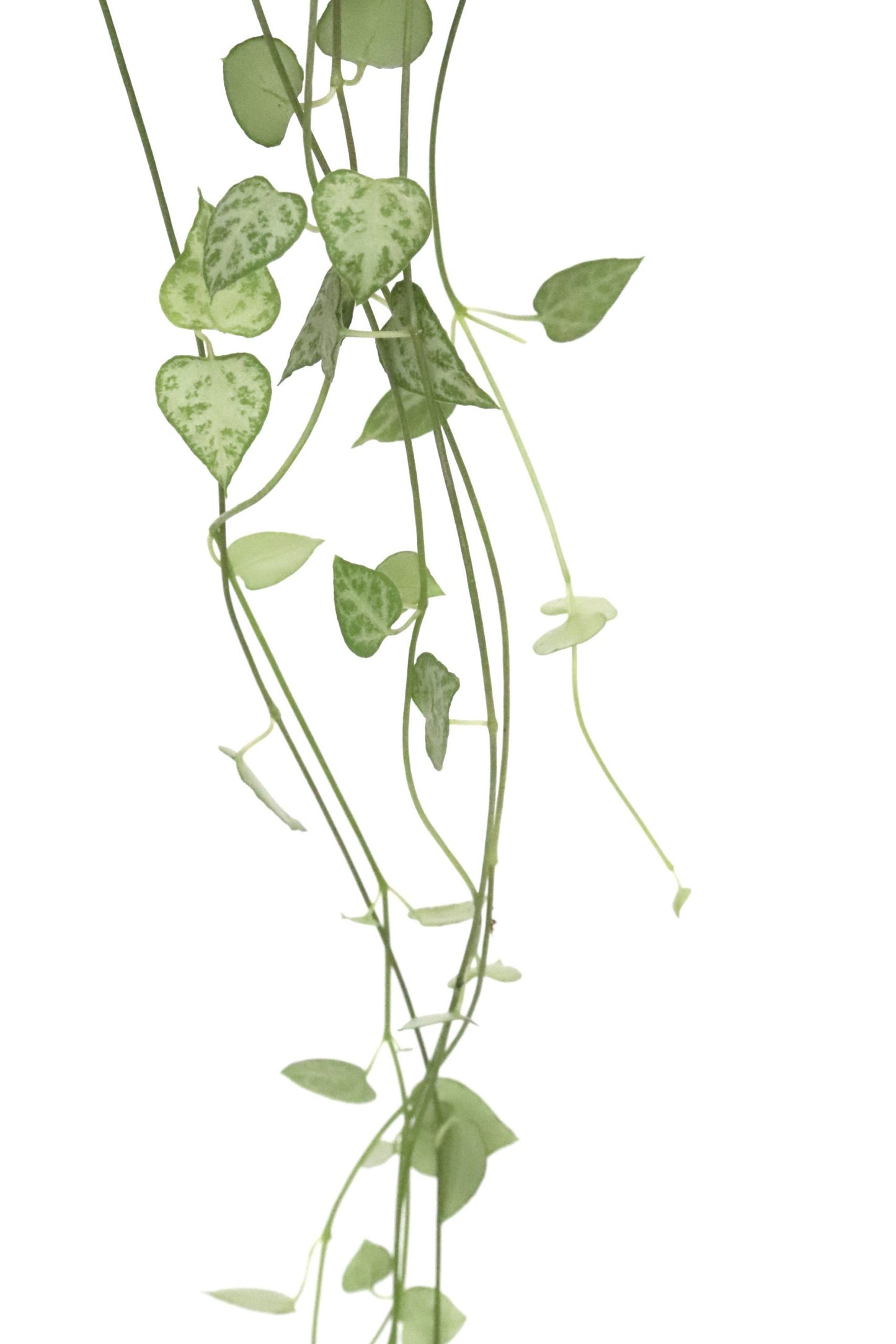 Ceropegia Woodii - String of Spades