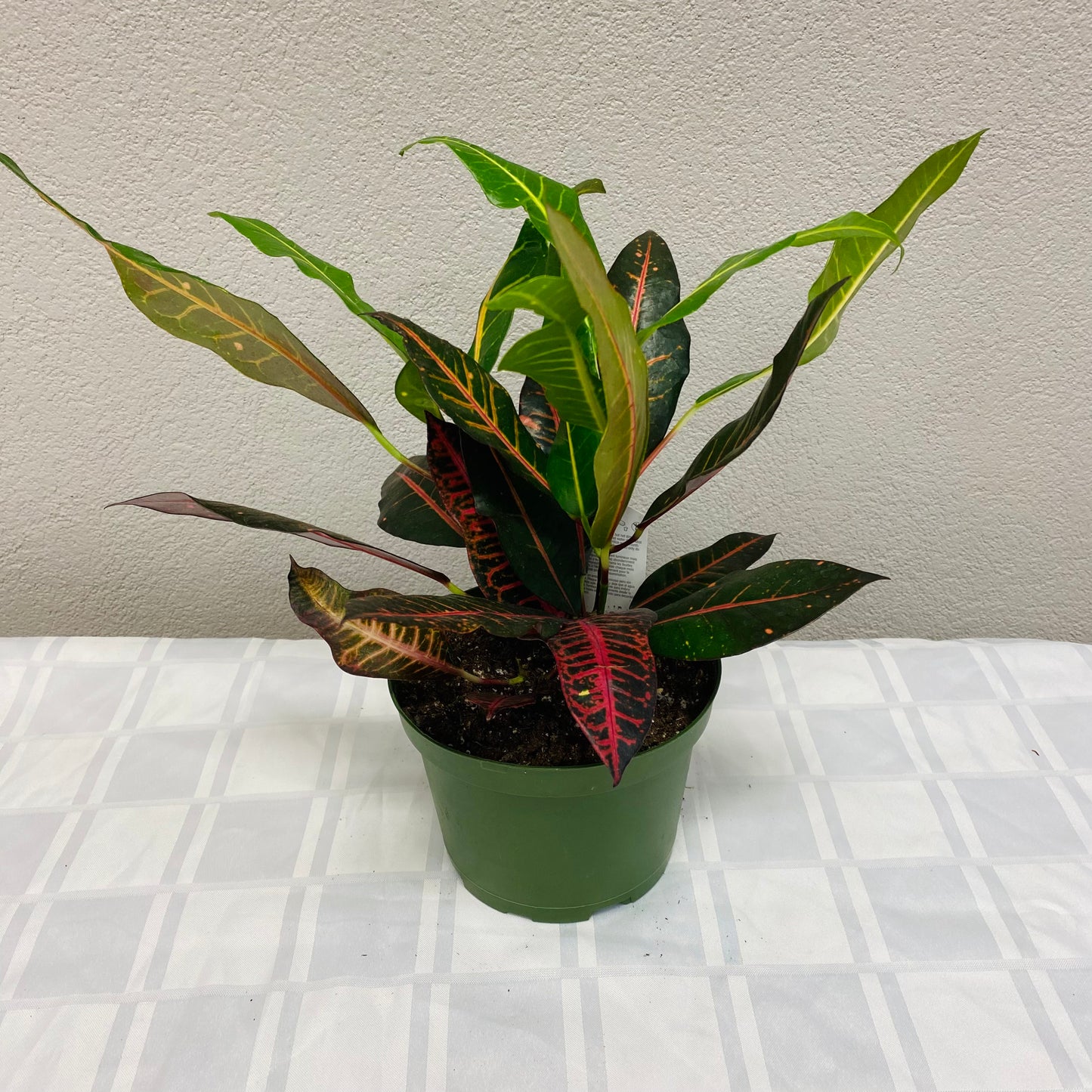 Croton Petra