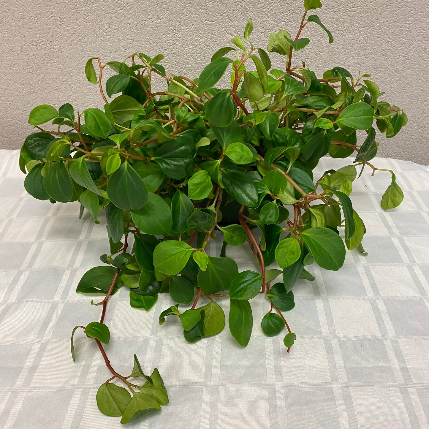 Peperomia