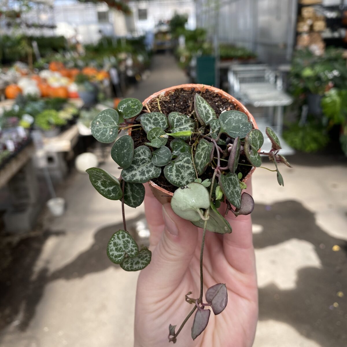 Ceropegia Woodii - String of Hearts