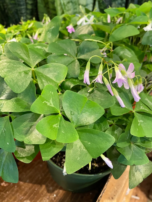 Oxalis