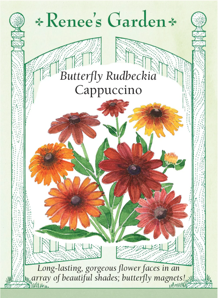 Cappuccino - Butterfly Rudbeckia