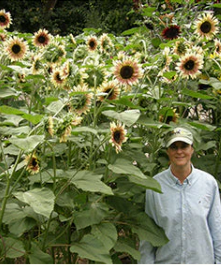 Garnet Star - Cutting Sunflowers