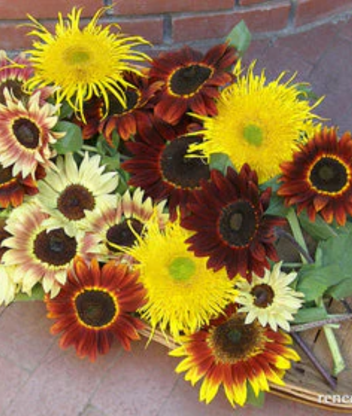 Sun Samba - Ornamental Sunflowers
