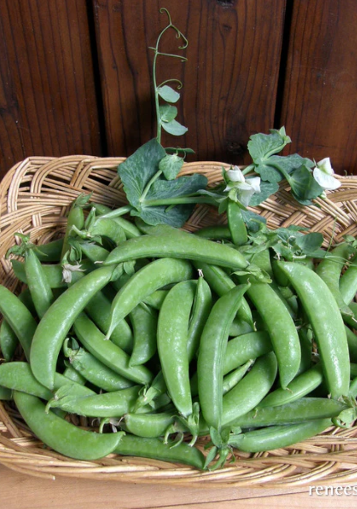 Sugar Daddy - Snap Peas