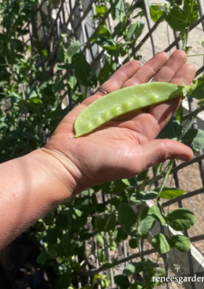Oregon Giant - Edible Pod Snow Peas