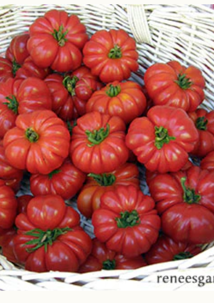 Costoluto Genovese - Italian Heirloom Tomato