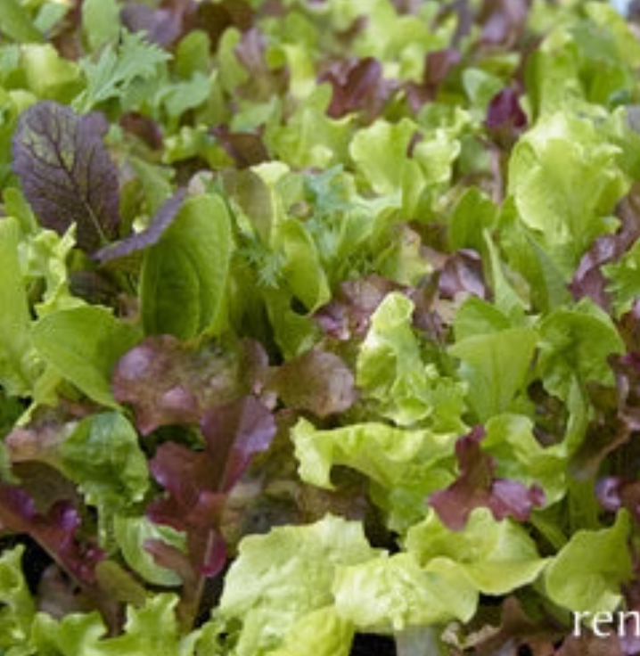 Wine Country Mesclun - Signature Salads