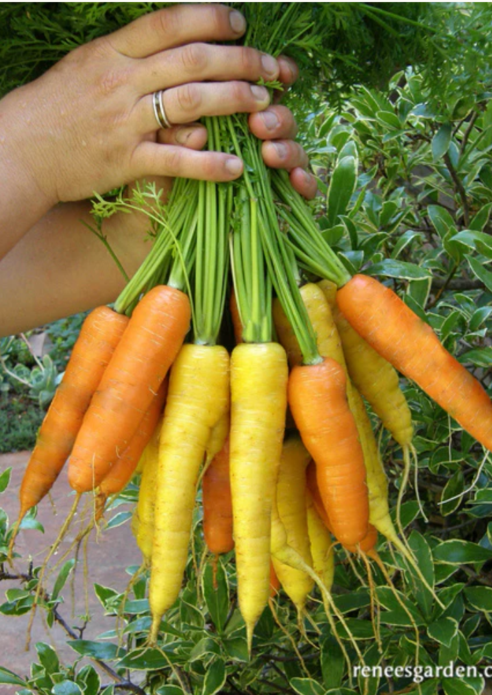 Sunshine Mix - Yellow & Orange Carrots
