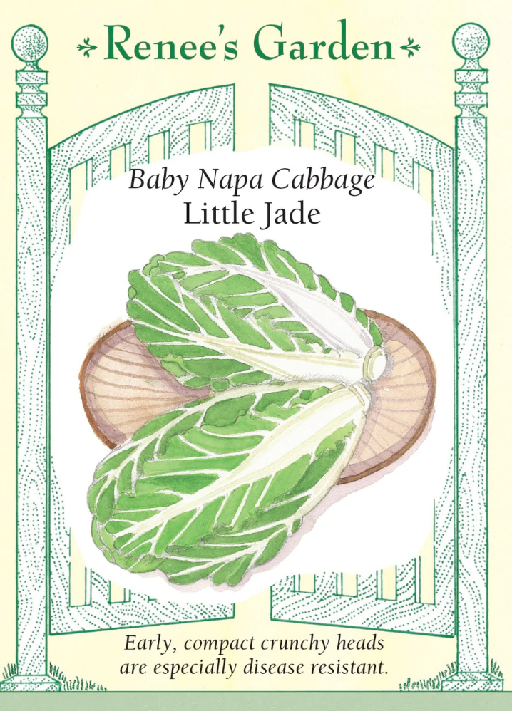 Little Jade - Baby Napa Cabbage