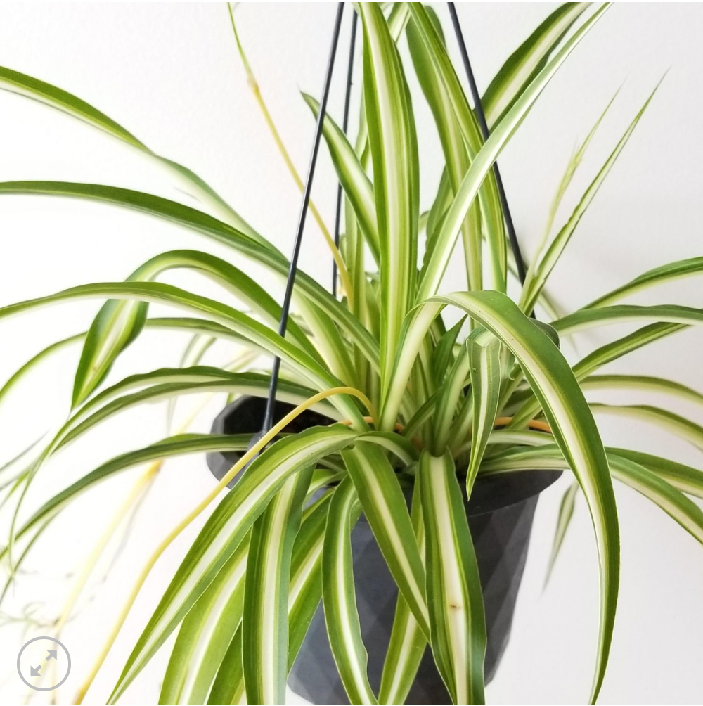 Variegated Spider Plant