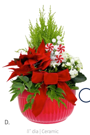 Pre-Order: Christmas Candy Garden