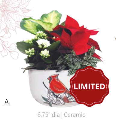 Pre-Order: Mary Cardinal Large