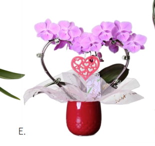 2 Spike Heart-Shaped Orchid