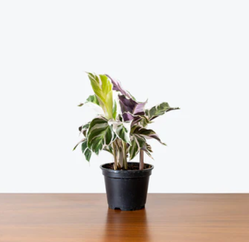 Calathea "White Fusion"