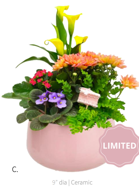 Pre-Order: Elena Garden