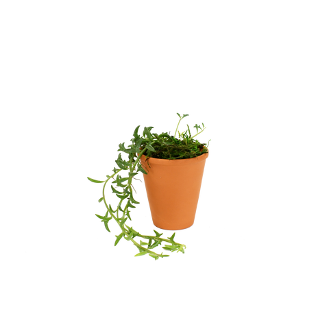 String of Dolphins