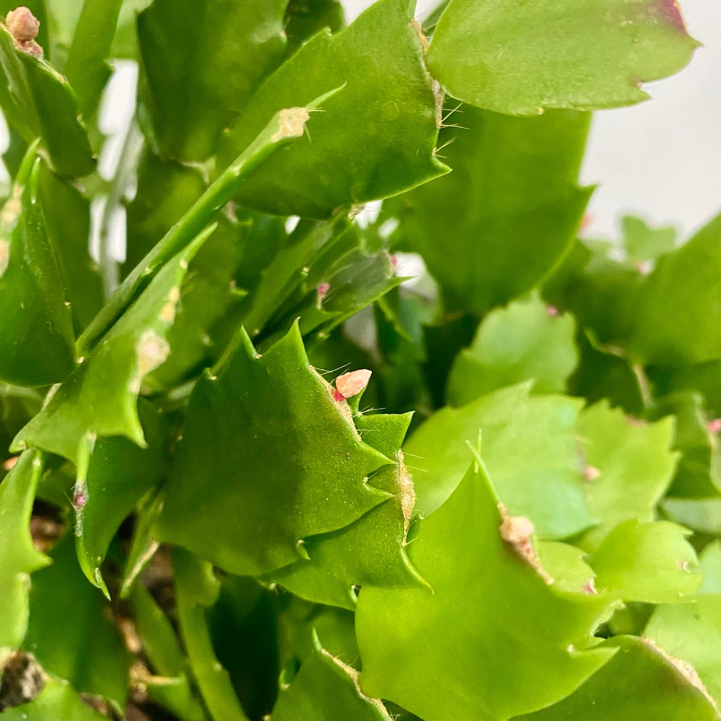 Thanksgiving Cactus (Schlumbergera truncata)