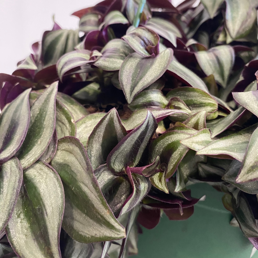 Tradescantia Zebrina