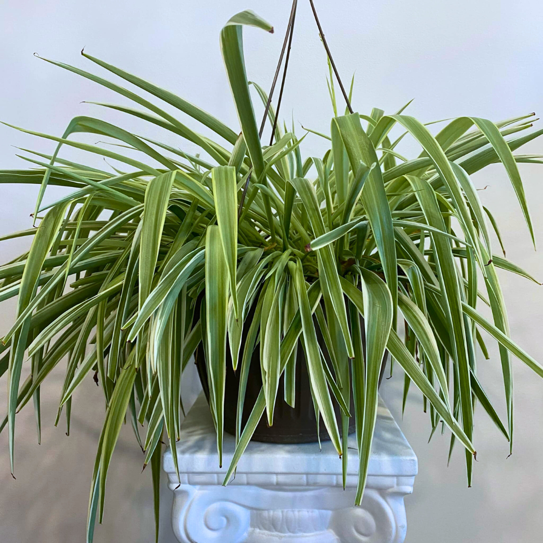 Reverse Spider Plant