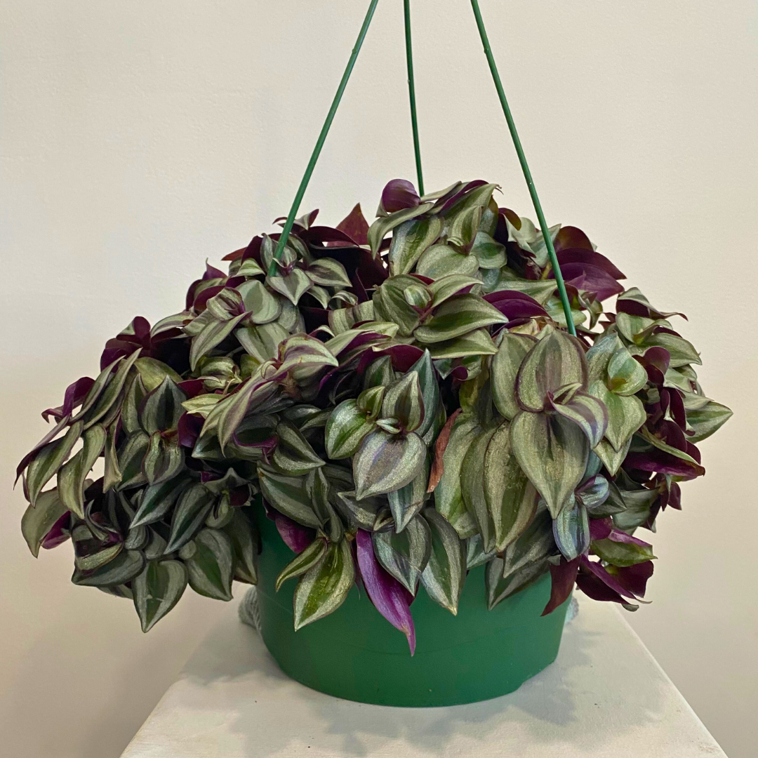 Tradescantia Zebrina