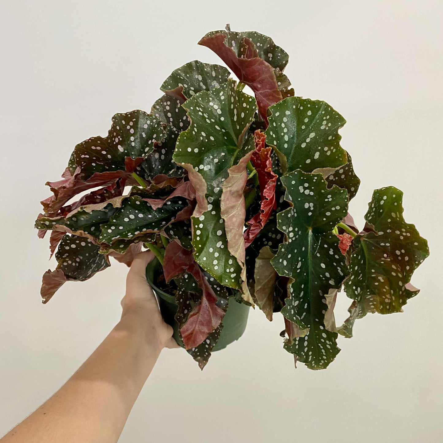 Begonia Crackling Rosie